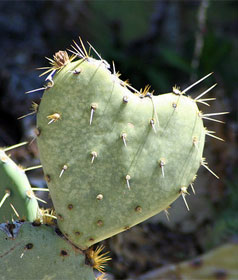 Heart shaped cactus