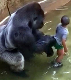 Gorilla Harambe and boy
