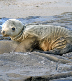 Starving sea lion pup