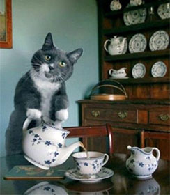 Tea party cat